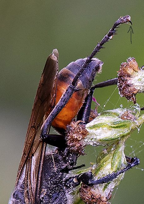 Imenottero?  S, Sphecidae: Sphex cfr. funerarius